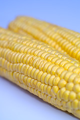 Image showing Corn cob