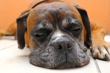 Image showing sleeping dog