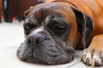 Image showing sleepy boxer breed