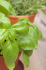 Image showing Potted Herbs - Basil and Rosemary