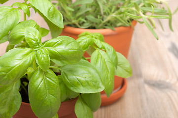 Image showing Potted Herbs - Basil and Rosemary