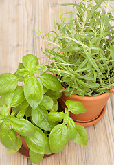 Image showing Potted Herbs - Basil and Rosemary