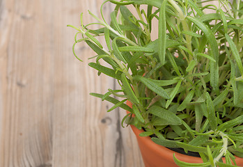 Image showing Potted Rosemary