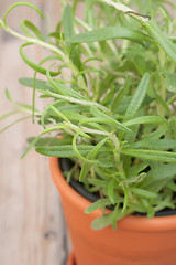 Image showing Potted Rosemary