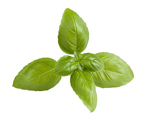 Image showing Fresh basil sprig isolated on white