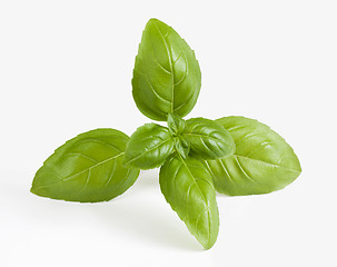 Image showing Fresh basil sprig on white