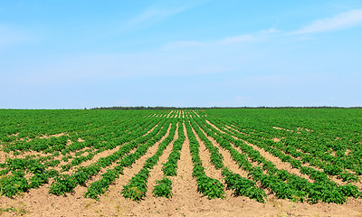 Image showing Potato Fields in the Countryside