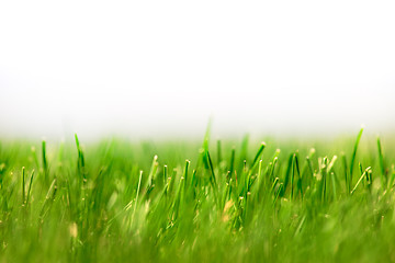 Image showing Fresh Green Grass Background