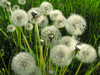 Image showing Dandelions