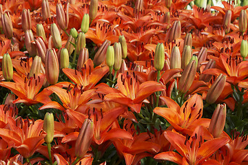 Image showing Beautiful red lily