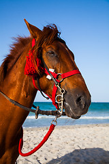 Image showing Horse head portrait 