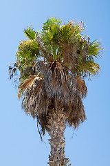 Image showing Palm tree