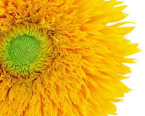 Image showing Summer Sunflower  