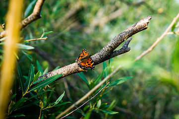 Image showing Butterfly