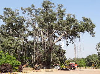 Image showing tree in India