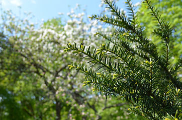 Image showing Growing yew branches closeup in spring 