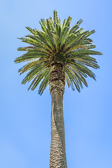 Image showing palm tree