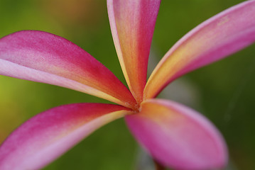 Image showing Young leaf of plumeria