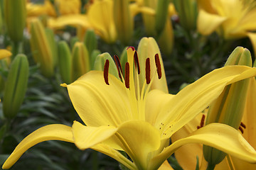 Image showing Beautiful yellow lily
