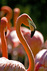 Image showing Flamingo