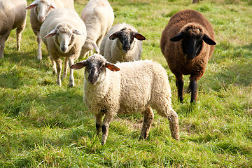 Image showing Sheep