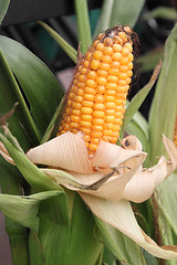 Image showing Corn cob