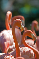 Image showing Flamingo