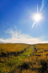 Image showing Summer landscape