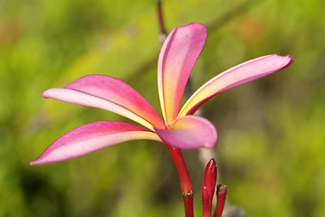 Image showing Young leaf of plumeria