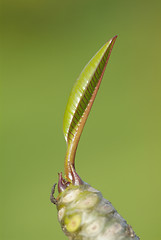 Image showing Leaf of plumeria