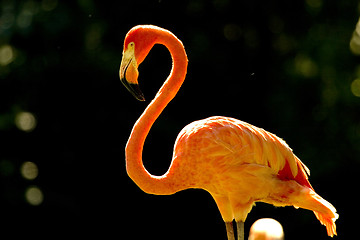 Image showing Flamingo