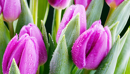 Image showing fresh purple tulips