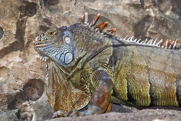 Image showing Iguana