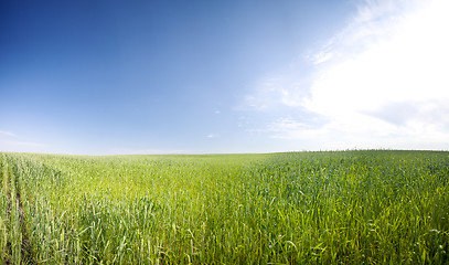 Image showing summer field