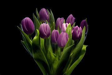 Image showing purple tulips