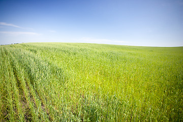 Image showing summer field