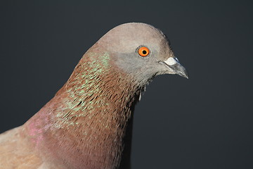 Image showing Pidgeon portrait