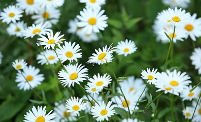 Image showing Wild daisies