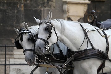 Image showing Fiaker horses
