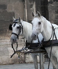 Image showing Horses in front of church in Vienna