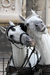 Image showing Two horses having fun