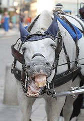 Image showing Bored horse