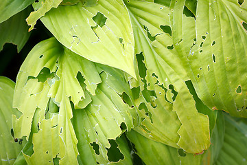 Image showing leaves eaten by slugs