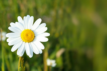 Image showing white marguerite flowers