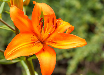 Image showing Detail of flowering orange lily