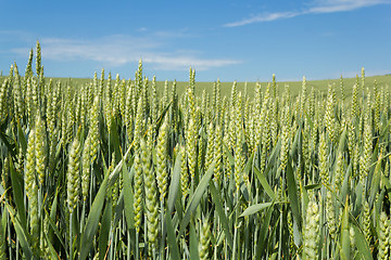 Image showing detail of organic green grains