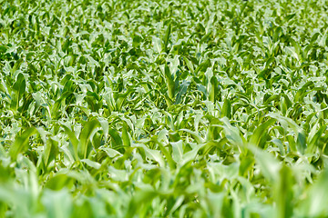 Image showing green corn field