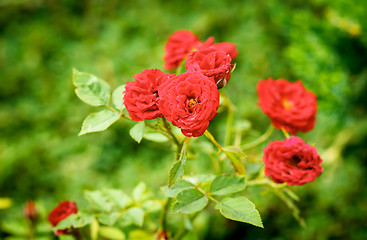 Image showing small red roses