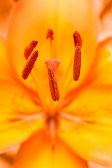 Image showing Detail of flowering orange lily