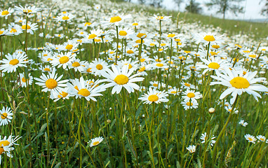 Image showing white marguerite flowers